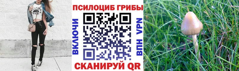 blacksprut сайт  Набережные Челны  Галлюциногенные грибы мицелий 